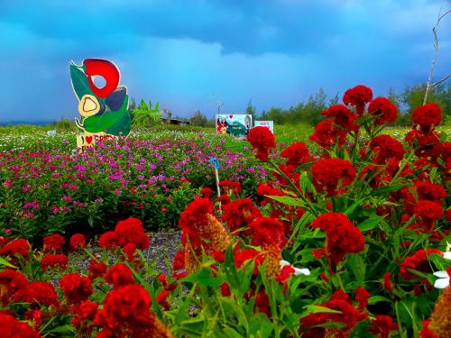Cocoy's Flower Farm in Daraga <br/><br/><br/><br/><br/>Photo by: Jemmary C. Barrameda