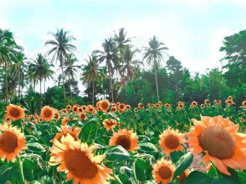 Sunflower Plantation in Camalig